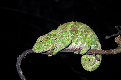 Cryptic Chameleon (Calumma crypticum)