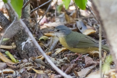 Malagasy Warblers