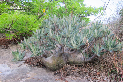 Isalo Elephant's Foot (Pachypodium gracilius)