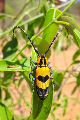 Longhorn beetle (Tragocephala jucunda)
