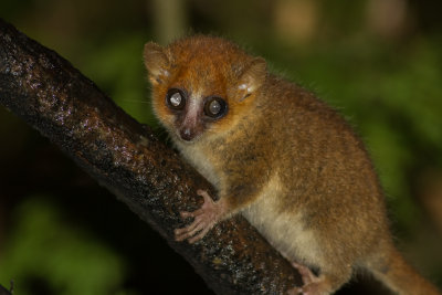 Rufous Mouse Lemur (Microcebus rufus)