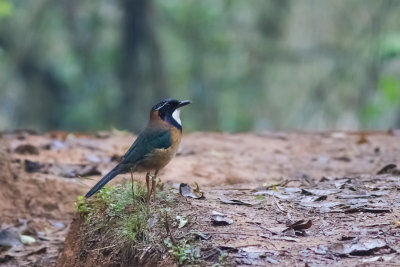 Pitta-like Ground-Roller (Atelornis pittoides)