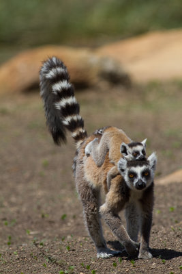 Ring-tailed Lemur (Lemur catta)
