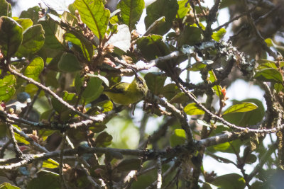 Yellow-bellied Sunbird-Asity (Neodrepanis hypoxantha)