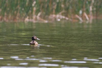 Meller's Duck (Anas melleri)