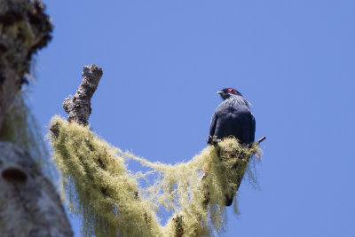 Madagascar Blue Pigeon (Alectroenas madagascariensis)