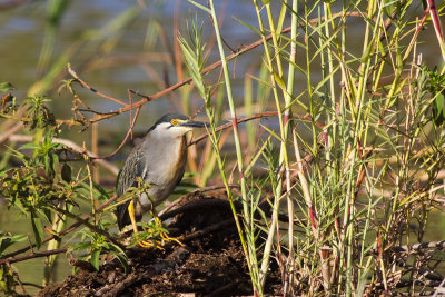 Striated Heron (Butorides striata rutenbergi)