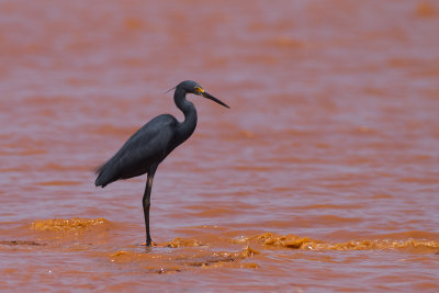 Dimorphic Egret (Egretta dimorpha)