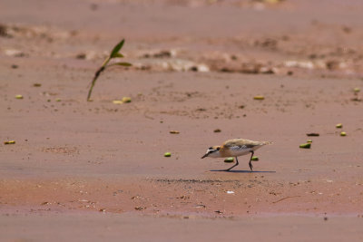 White-fronted Plover (Charadrius marginatus)