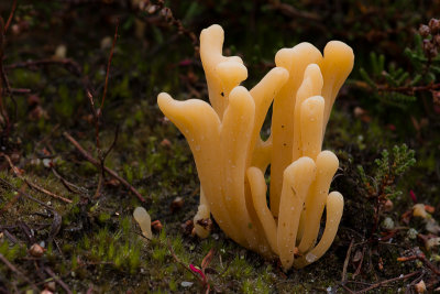 Clavaria argillacea - Heideknotszwam - Moor Club