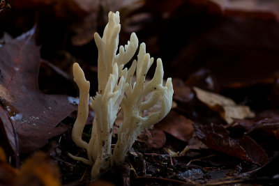 Clavulina rugosa - Rimpelige koraalzwam - Wrinkled Coral Fungus