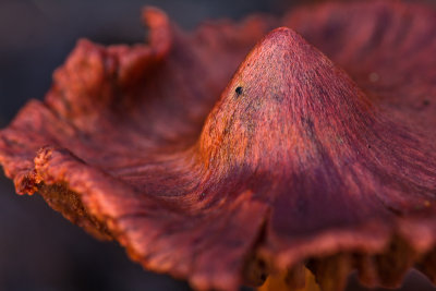 Cortinarius sanguineus -  Bloedrode Gordijnzwam - Bloodred Webcap