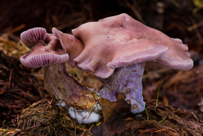 Lepista nuda - Paarse Schijnridderzwam - Wood Blewit