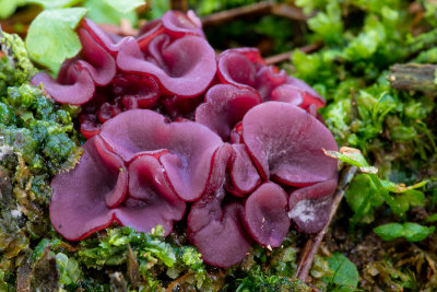 Ascocoryne sarcoides - Paarse Knoopzwam - Purple Jellydisc