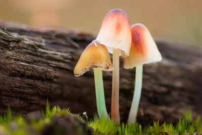 Mycena epipterygia - Graskleefsteelmycena - Yellowleg Bonnet