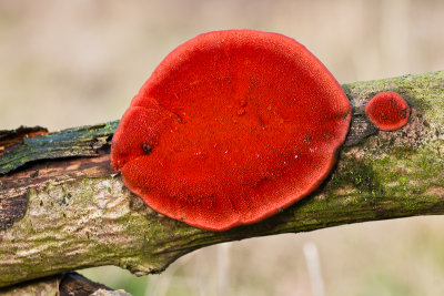 Pycnoporus cinnabarinus - Vermiljoenhoutzwam - Cinnabar-red Polypore