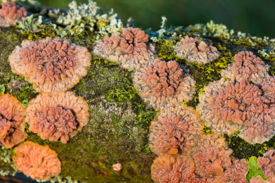 Phlebia radiata - Oranje Aderzwam - Wrinkled Crust