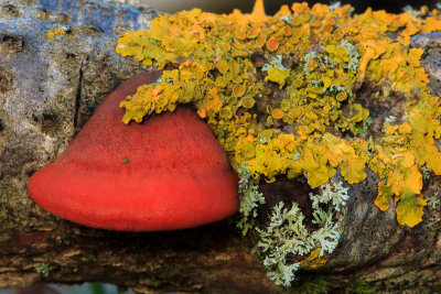 Pycnoporus cinnabarinus - Vermiljoenhoutzwam - Cinnabar-red Polypore