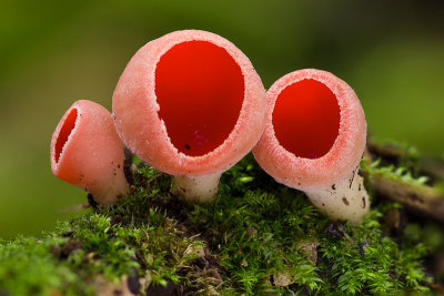 Sarcoscypha austriaca - Krulhaarkelkzwam - Scarlet Elfcup