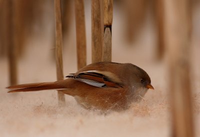 Baardman - Bearded Tit