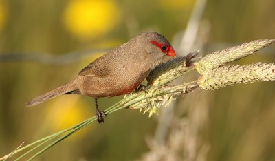  Sint Helenafazantje - Common Waxbill