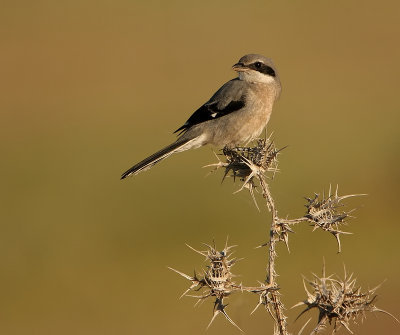 Zuidelijke Klapekster - Southern Grey Shrike