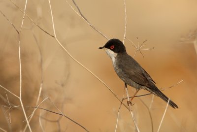 Kleine Zwartkop - Sylvia melanocephala - Mediterranean Warbler