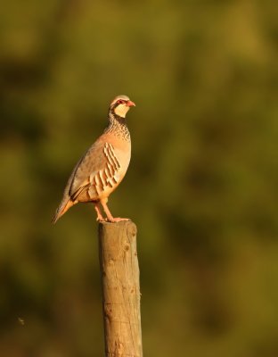 Rode Patrijs - Alectoris rufa - Red-legged Partridge