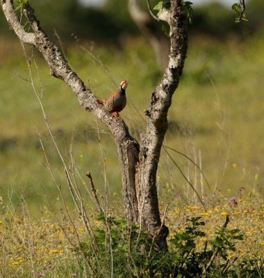 Rode Patrijs - Alectoris rufa - Red-legged Partridge