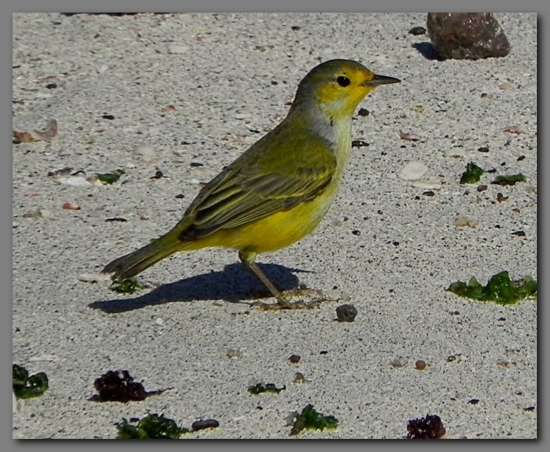 DSCN3724 Mangrove warbler.Punta suarez Espanola.jpg