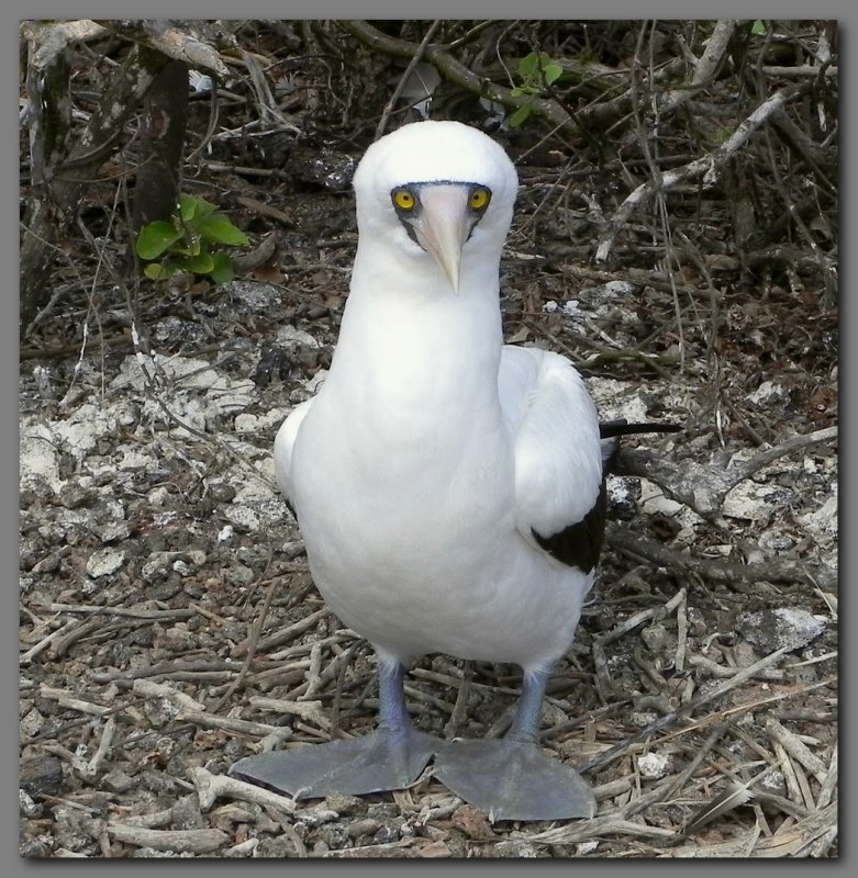 DSCN4334  Nazca booby Genevesa island.jpg