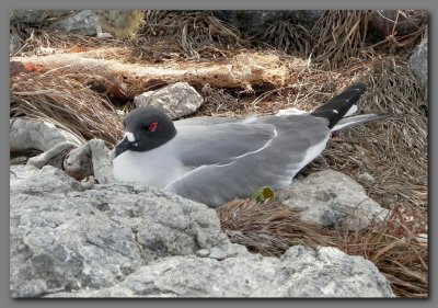 DSCN3421 swallow tailed gull nesting on south plaza island.jpg