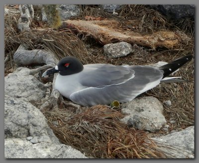 DSCN3424 swallowtailed gull nesting on south plaza island.jpg