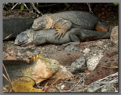 DSCN3461 Land iguanas.S.plaza island.jpg