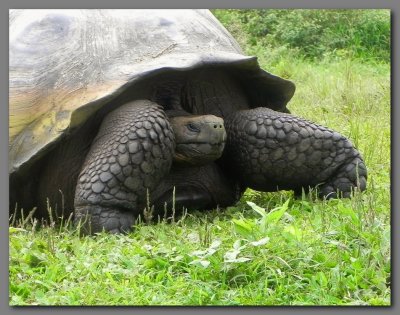 DSCN3481  Giant tortoise. Primesias farm Santa cruz.jpg