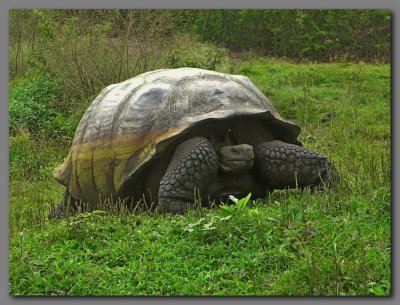 DSCN3482 Giant tortoise.Santa cruz.jpg