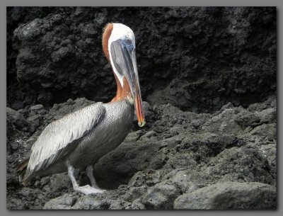 DSCN3710 Brown pelican on Gardner island.jpg
