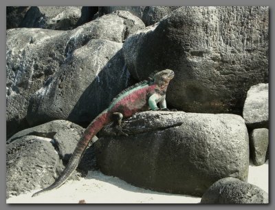 DSCN3718  Marine iguana Punta suarez Espanola island.jpg
