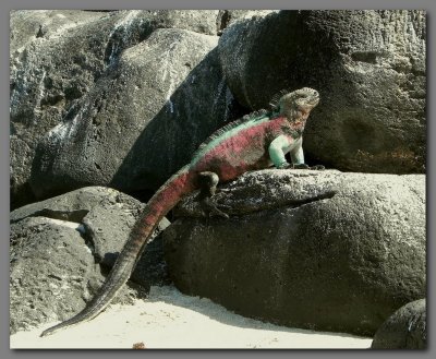 DSCN3718 Marine iguana Espanola island.jpg