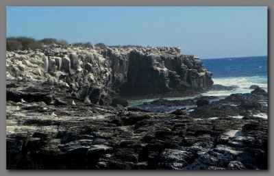 DSCN3768 Seabird cliffs Espanola island.jpg