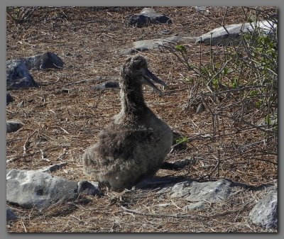 DSCN3771Waved albatross chick Espanola island.jpg