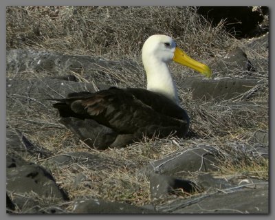 DSCN3774 Waved albatross Espanola island.jpg