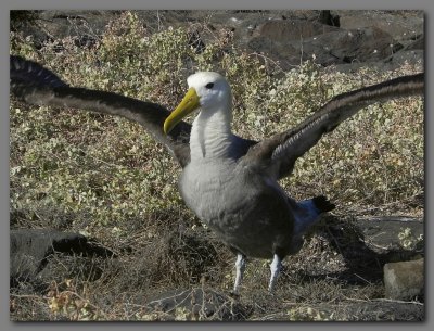 DSCN3812 Waved albatross Espanola.jpg