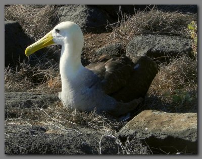 DSCN3817 waved albatross adult.jpg