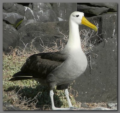 DSCN3820 Waved albatross Espanola.jpg