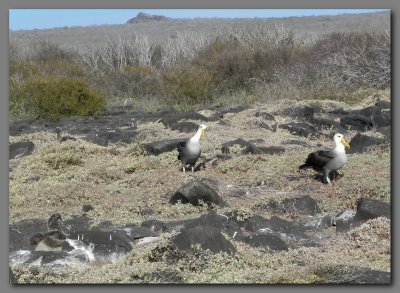 DSCN3822 Waved albatross breeding ground.jpg