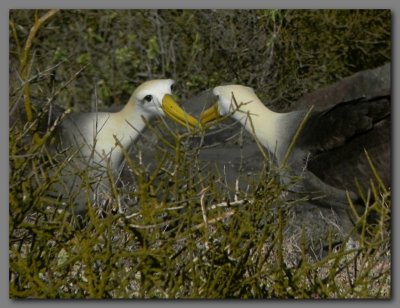 DSCN3831 Waved albatross bonding.jpg
