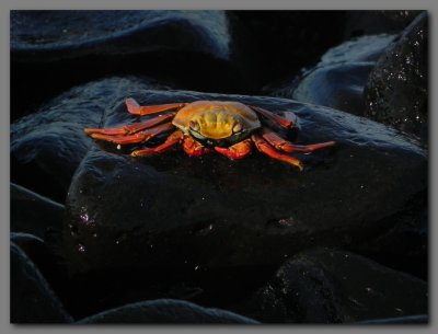DSCN3855 Sally lightfoot crab.jpg