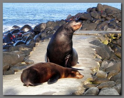 DSCN3878 guardian of the landing  jetty.jpg