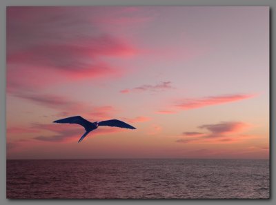 DSCN4007 & 3998 COMBINED Frigatebird sunset.jpg